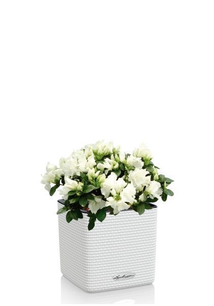 Азалия индика микс 12/25 см в CUBE COLOR 16 Азалия индика микс 12/25 см в CUBE COLOR 16