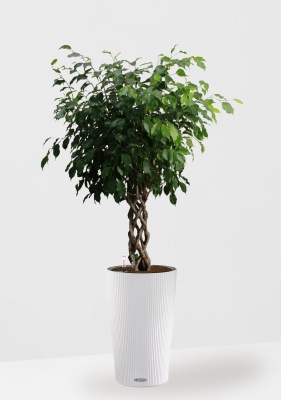 Фикус Бенджамина Экзотика цилиндр 27/120 см в CILINDRO 32 Фикус Бенджамина Экзотика цилиндр 27/120 см в CILINDRO 32