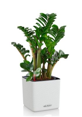 Замиокулькас Зензи 14/50 см в CUBE COLOR 16, белый Замиокулькас Зензи 14/50 см в CUBE COLOR 16, белый