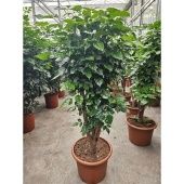 Радермахера Hainanensis d40 см h160 см