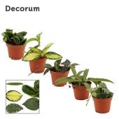 Хойя Mix (decorum) d6 см h2.5 см