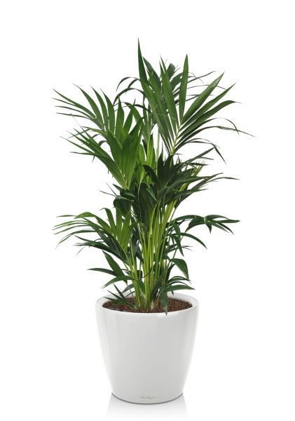 Ховея Кентия 27/120 см в CLASSICO LS 43