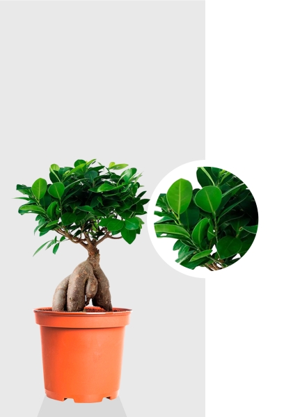 Фикус Микрокарпа 12/30 см