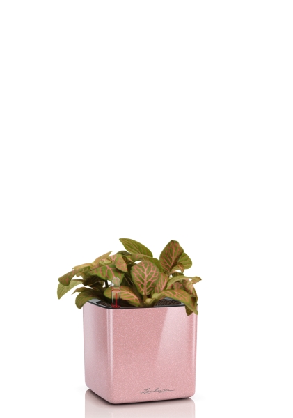 Фиттония микс 10/15 см в CUBE GLOSSY KISS 14