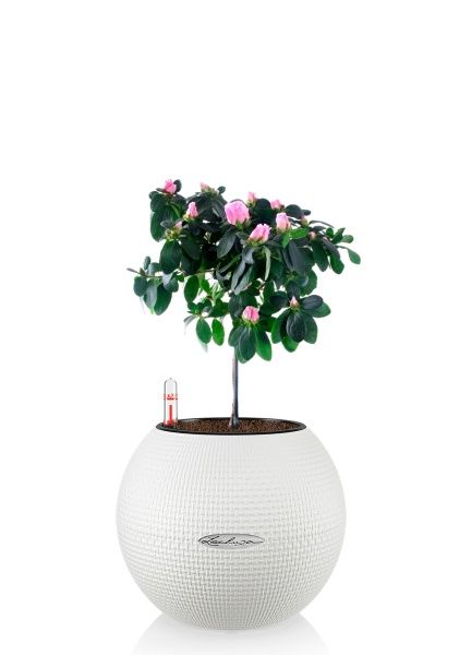 Азалия Фландрес штамб микс 13/20 см в PURO COLOR 20 Азалия Фландрес штамб микс 13/20 см в PURO COLOR 20