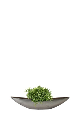 Рипсалис Бурчелли 12/30 см в TREEZ Effectory, Ваза-Лодка