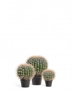 Кактус Баррель