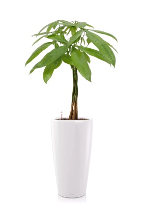 Пахира Акватика косичка 21/90 см в RONDO 32, белый блестящий Пахира Акватика косичка 21/90 см в RONDO 32, белый блестящий