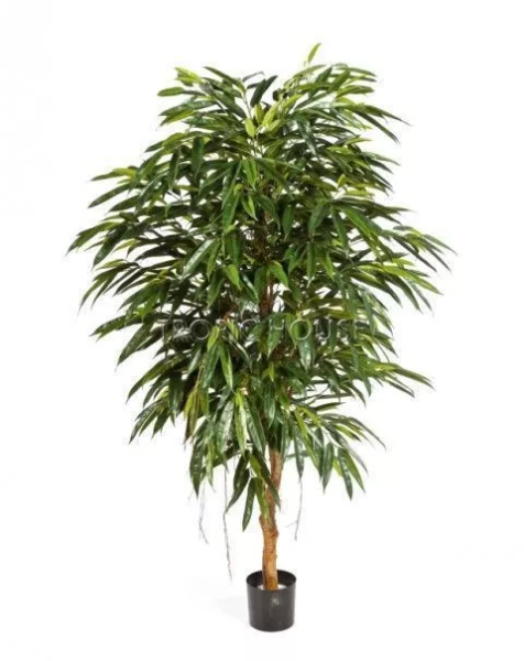 Лонгифолия Роял