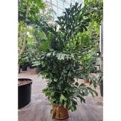 Кариота Митис d55 см h325 см