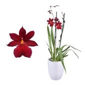 Орхидея Камбрия 2 ствола d14 см h55 см