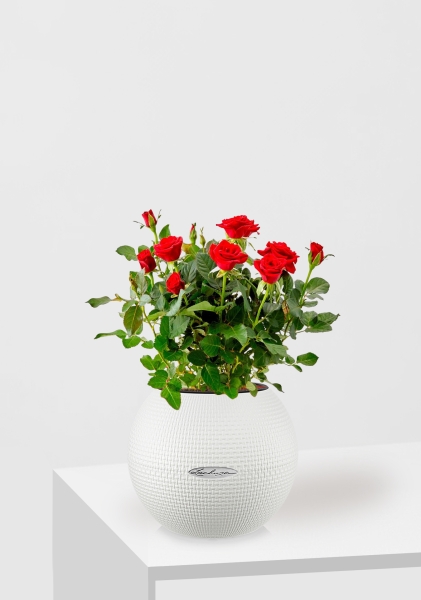 Роза Бо Монд красная 12/25 см в PURO 20