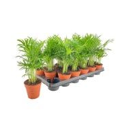 Хамедорея Элеганс d9 см h30 см тип 1 Хамедорея Элеганс d9 см h30 см тип 1