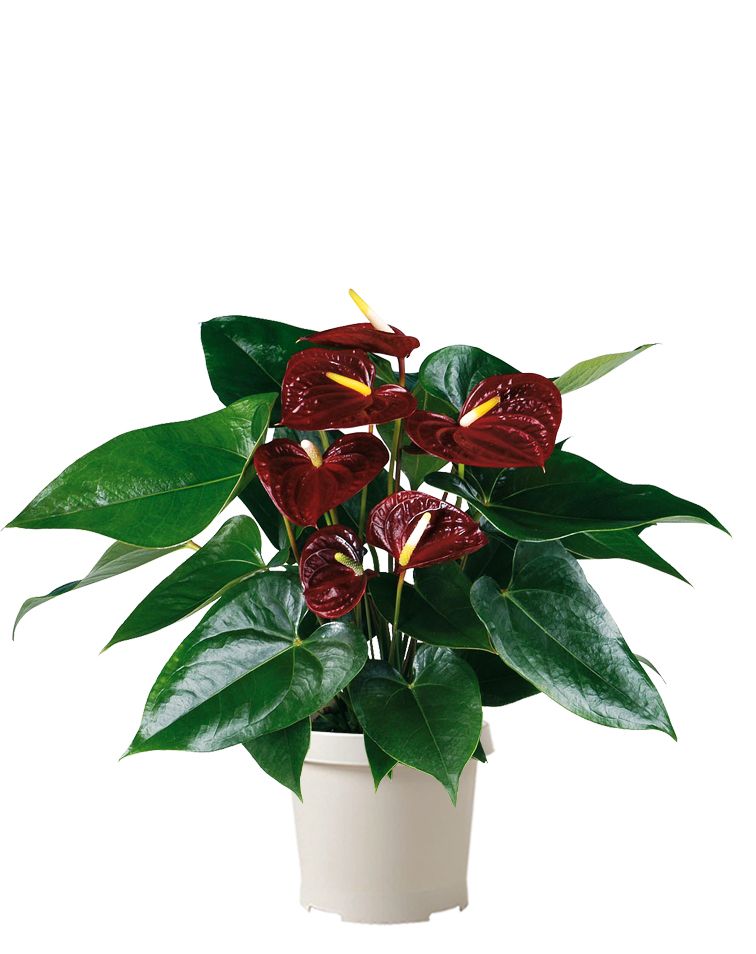 Антуриум Андре шоколадный 17/55 см Антуриум Андре шоколадный 17/55 см