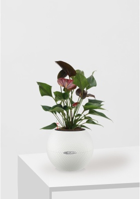 Антуриум Андре шоколадный 12/40 см в PURO 20 Антуриум Андре шоколадный 12/40 см в PURO 20