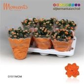 Каланхоэ Calandiva Moments оранж d15 см h26 см Каланхоэ Calandiva Moments оранж d15 см h26 см