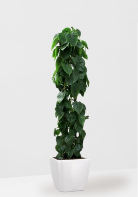 Филодендрон Сканденс на решетке 27/160 см в QUADRO LS 28, белый блестящий Филодендрон Сканденс на решетке 27/160 см в QUADRO LS 28, белый блестящий