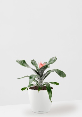 Эхмея 17/50 см в CLASSICO COLOR 21 Эхмея 17/50 см в CLASSICO COLOR 21