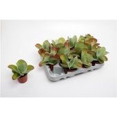 Каланхоэ Турсифлора d8.5 см h15 см