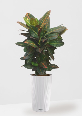 Кротон (Кодиеум) Петра 27/100 см в CILINDRO Color 32