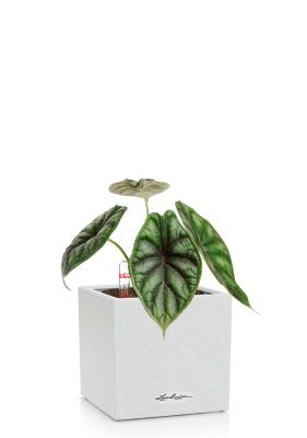 Алоказия Драгон Скейл 12/25 см в CANTO STONE 14, песочный белый Алоказия Драгон Скейл 12/25 см в CANTO STONE 14, песочный белый