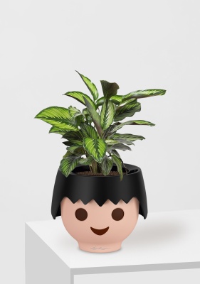 Калатея Принцепс в OjO, черный