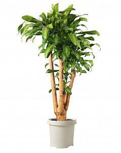 Драцена Массанжеана бранч 35/180 см