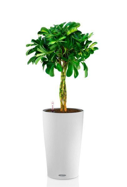 Шеффлера Голд Капелла 21/75 см в CILINDRO 32