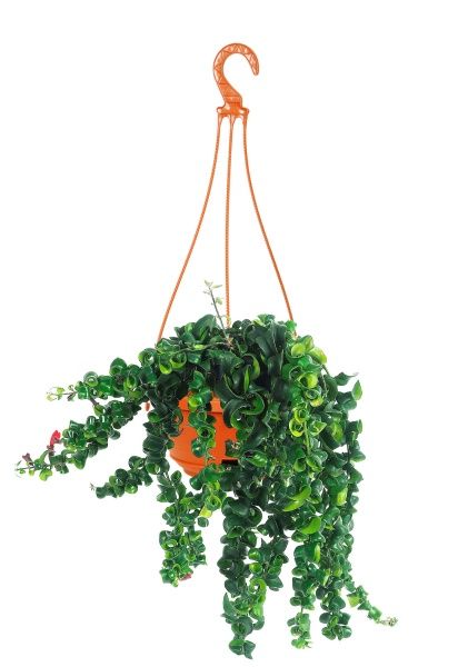 Эсхинантус Раста 15/35 см Эсхинантус Раста 15/35 см