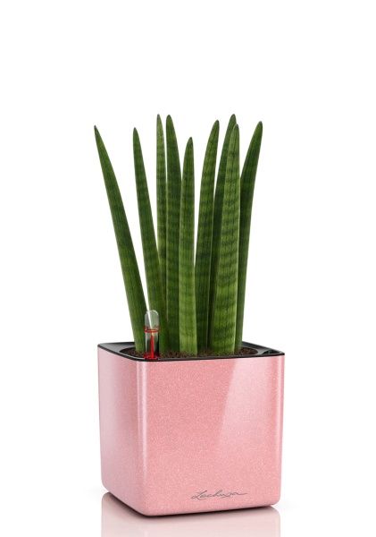 Сансевиерия Цилиндрика Спагетти 12/40 см в CUBE GLOSSY KISS 14 Сансевиерия Цилиндрика Спагетти 12/40 см в CUBE GLOSSY KISS 14