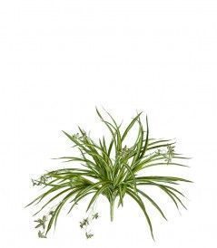 Хлорофитум бело-зелёный куст с ростками