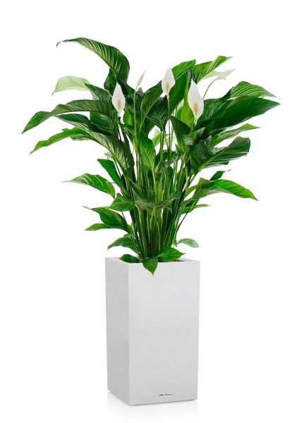 Спатифиллум Свит в CANTO STONE HIGH 30 Спатифиллум Свит в CANTO STONE HIGH 30