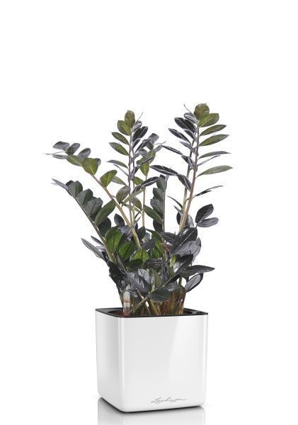 Замиокулькас Равен 15/50 в CUBE GLOSSY 16 Замиокулькас Равен 15/50 в CUBE GLOSSY 16