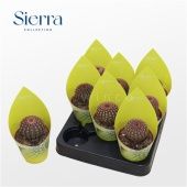 Эхиноцереус Rubrispinus Sierra Collectio d8.5 см h15 см Эхиноцереус Rubrispinus Sierra Collectio d8.5 см h15 см