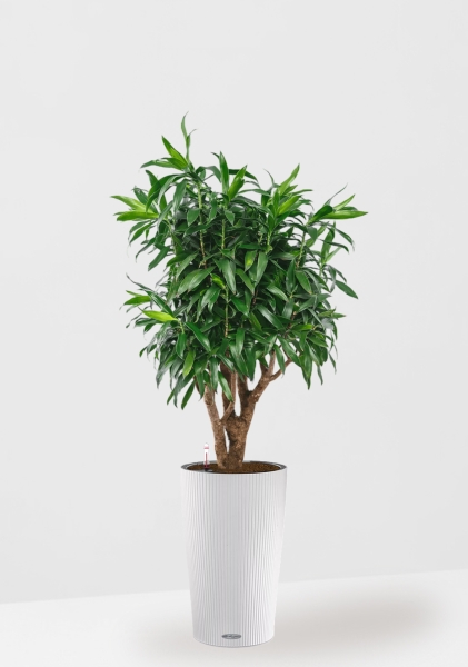 Драцена Песнь Ямайке 27/90 см в CILINDRO 32