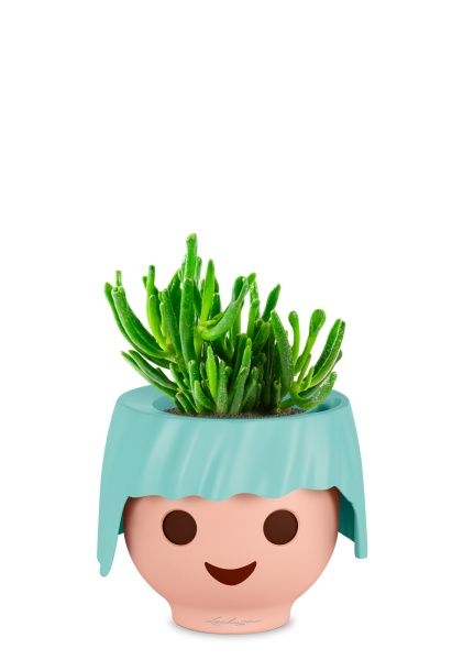 Крассула Хоббит 12/20 см в OJO