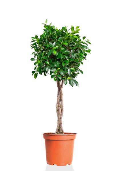 Фикус Нитида переплетенный 23/110 см