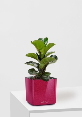 Фикус Лирата Бамбино 12/40 см в CUBE GLOSSY KISS 14