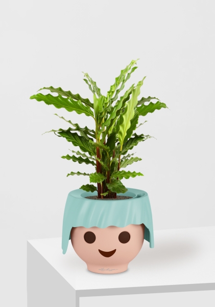 Калатея Руфибарба 12/50 см в OJO