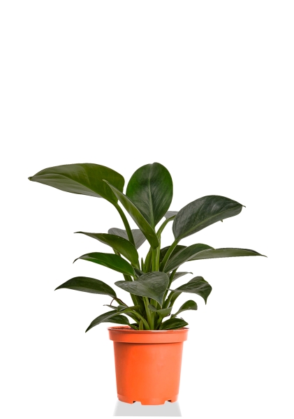 Филодендрон Грин Принцесс 14/45 см