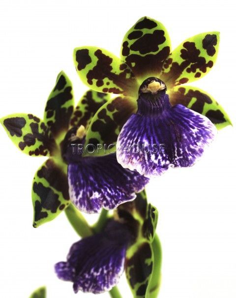 Орхидея Зигопеталум в ORCHIDEA 18 Орхидея Зигопеталум в ORCHIDEA 18