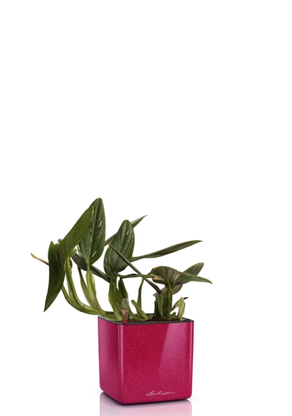 Филодендрон Кобра 12 см в CUBE Glossy Kiss 14