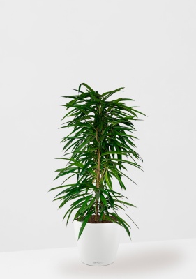 Фикус Али пирамида 24/120 см в CLASSICO COLOR 35 Фикус Али пирамида 24/120 см в CLASSICO COLOR 35