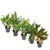 Аглаонема Микс d12 см h35 см тип 1