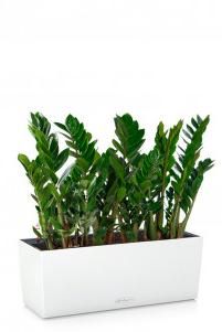 Замиокулькас BALCONERA COLOR 50/45 см Белый Замиокулькас BALCONERA COLOR 50/45 см Белый