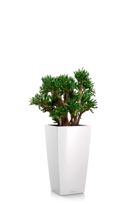 Крассула Хоббит 30/60 см в CUBICO 30, белый блестящий 