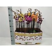 Фаленопсис 2 ствола Mix Taiwan 16+ (phalaenova) d12 см h65 см