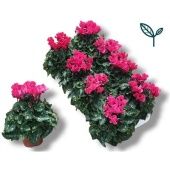 Цикламен Compact Pink d10.5 см h17.5 см тип 2