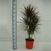 Драцена Маргината Маджента бранч разветвленная d27 см h120 см