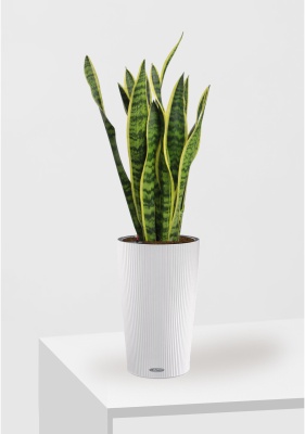 Сансевиерия Лауренти 17/60 см в CILINDRO 23 Сансевиерия Лауренти 17/60 см в CILINDRO 23